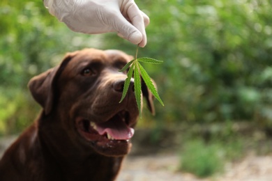 Detection Labrador dog sniffing hemp leaf outdoors