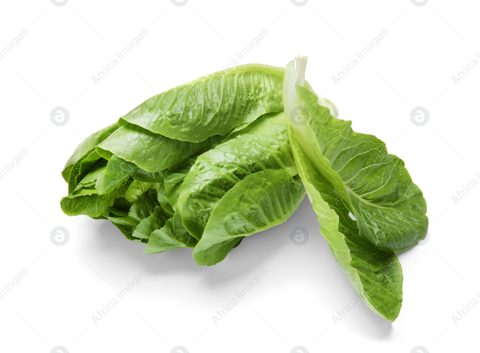 Photo of Fresh ripe cos lettuce on white background