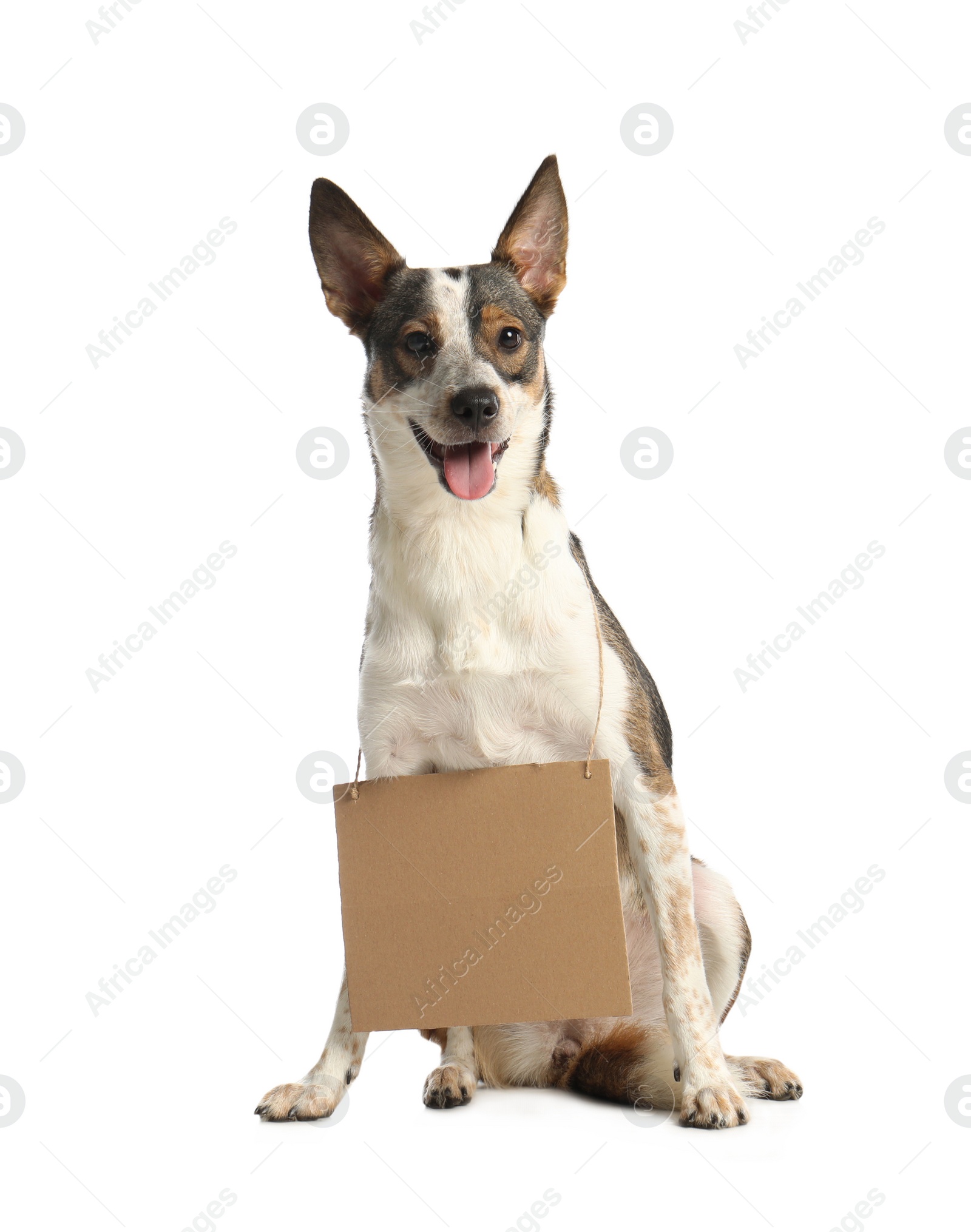 Photo of Lost dog with blank cardboard sign on white background. Homeless pet