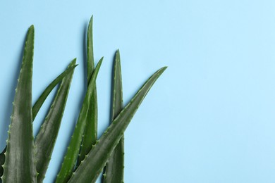 Fresh aloe vera leaves on light blue background, flat lay. Space for text