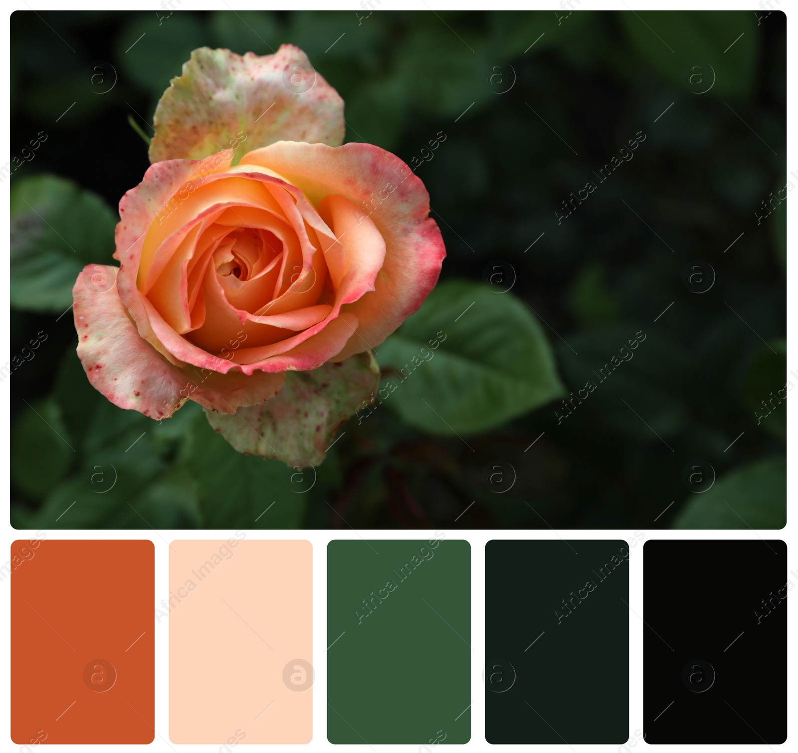 Image of Beautiful blooming rose and color palette. Collage