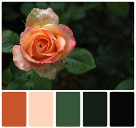 Image of Beautiful blooming rose and color palette. Collage