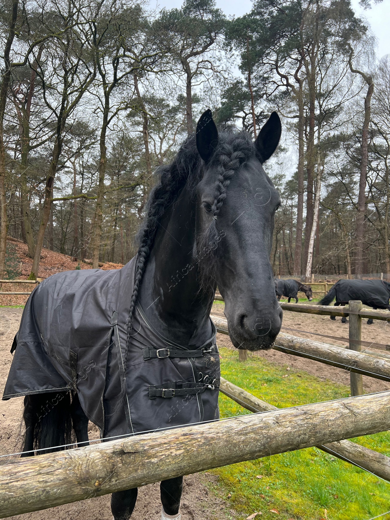 Photo of Beautiful black horse with blanket in enclosure outdoors