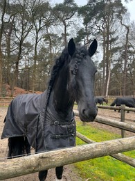 Beautiful black horse with blanket in enclosure outdoors