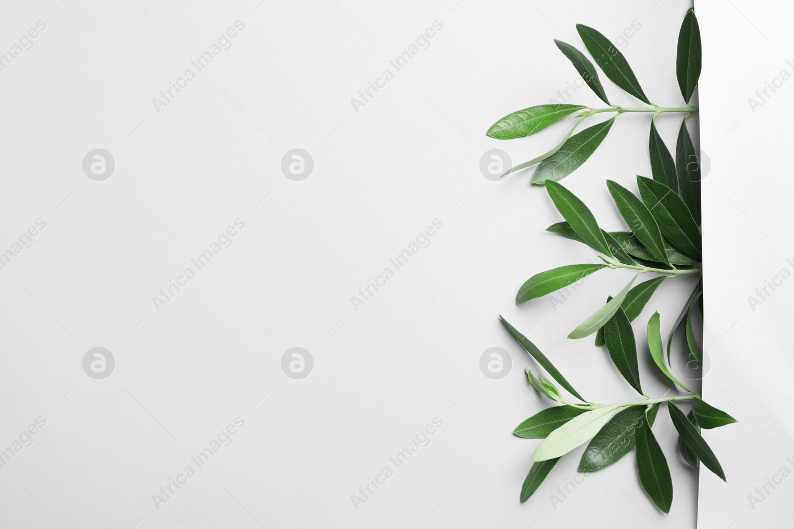 Photo of Twigs with fresh green olive leaves on light background, top view. Space for text