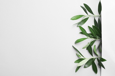 Twigs with fresh green olive leaves on light background, top view. Space for text