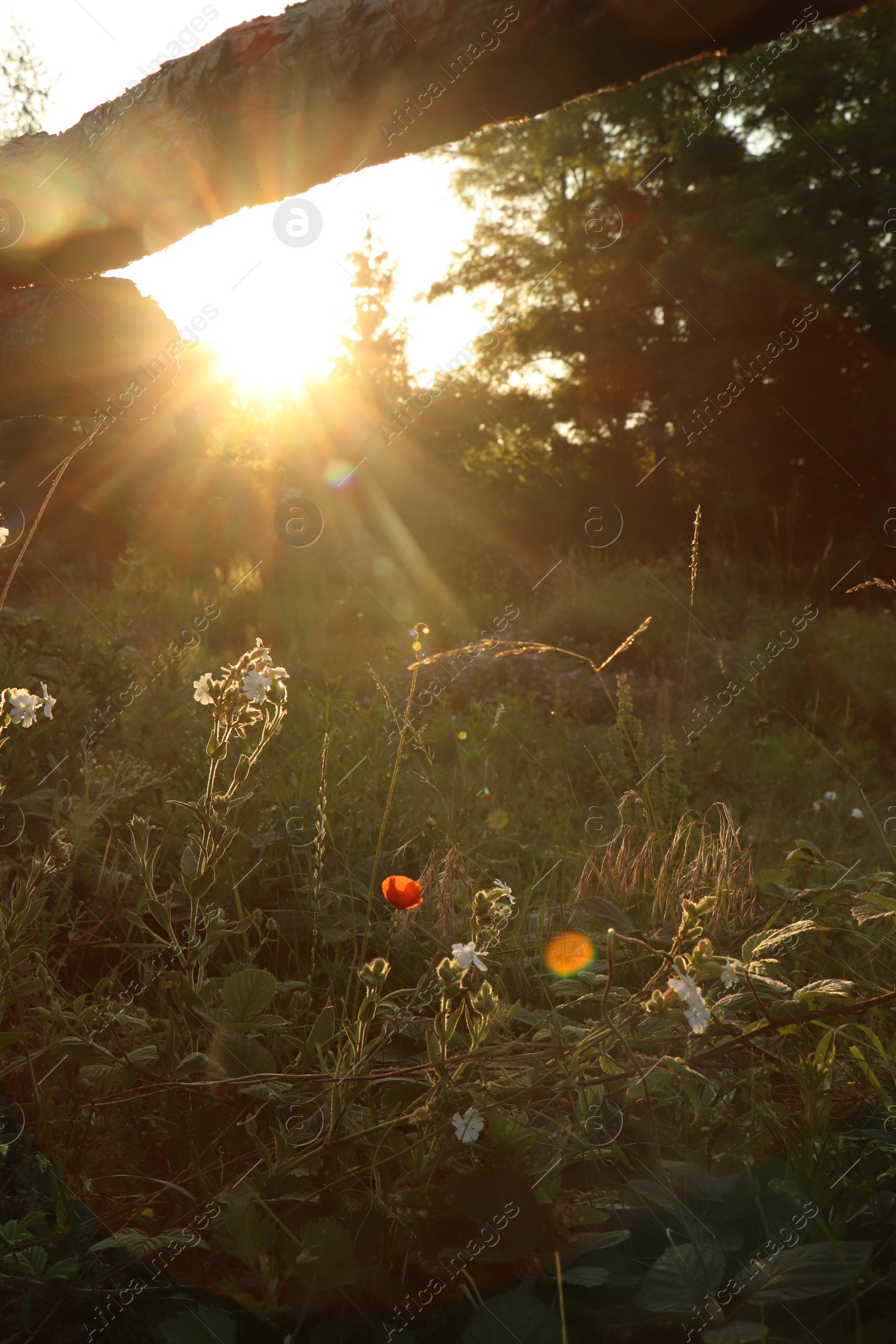 Photo of Picturesque view of countryside with beautiful wildflowers in morning