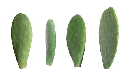 Image of Opuntia cactus pads on white background, set