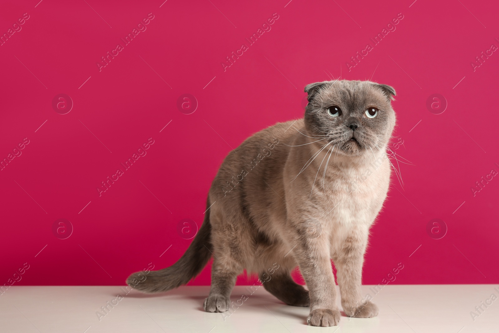 Photo of Cute Scottish fold cat on white table against dark pink background. Fluffy pet