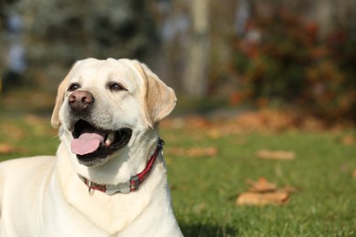 Photo of Yellow Labrador lying in park on sunny day. Space for text