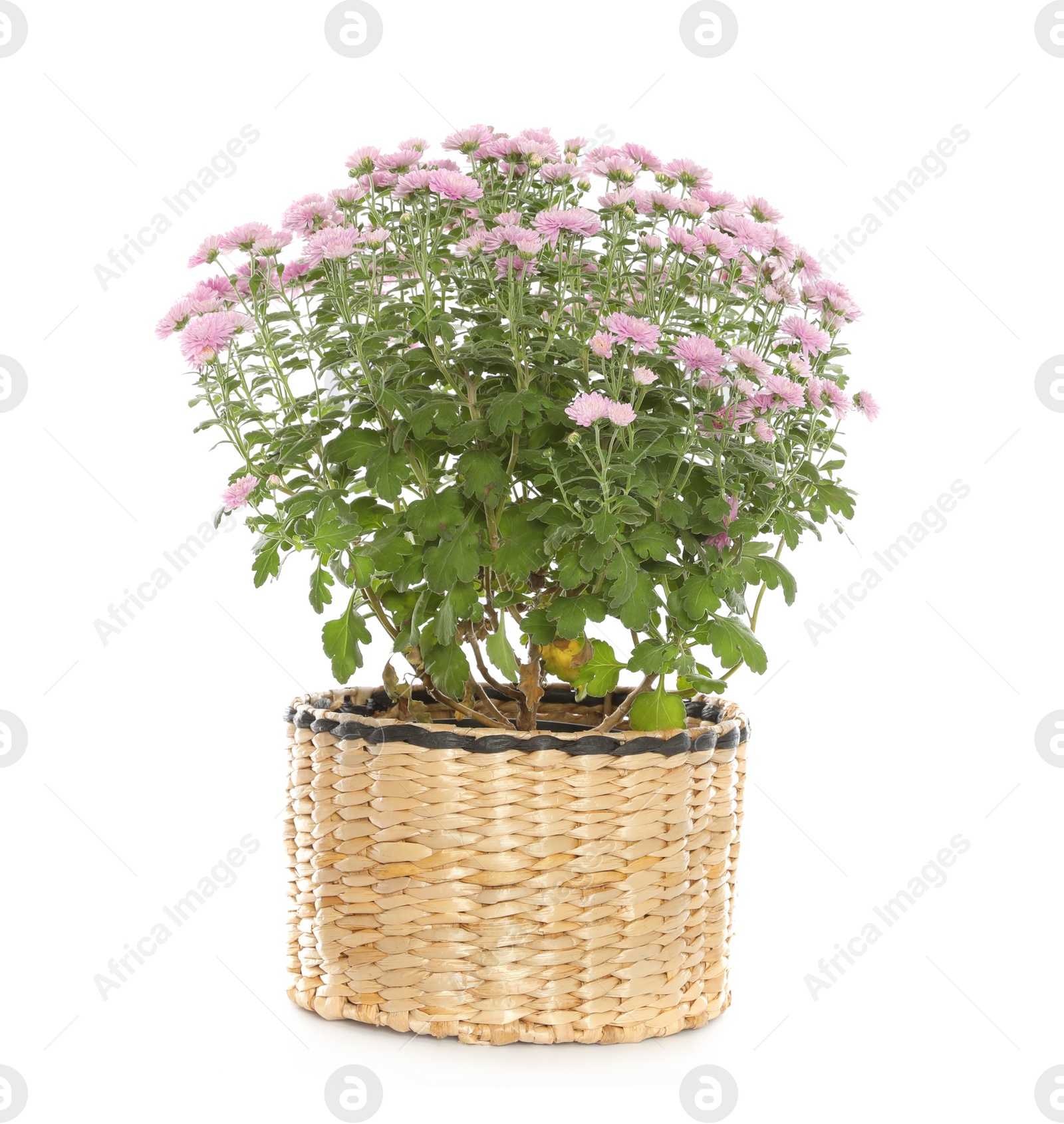 Photo of Beautiful pink chrysanthemum flowers on white background