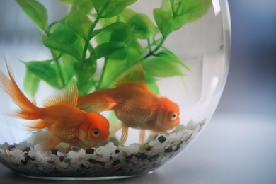 Photo of Beautiful bright goldfish in aquarium on table, closeup