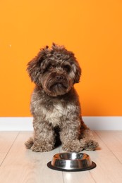 Photo of Cute Maltipoo dog and his bowl on floor near orange wall. Lovely pet