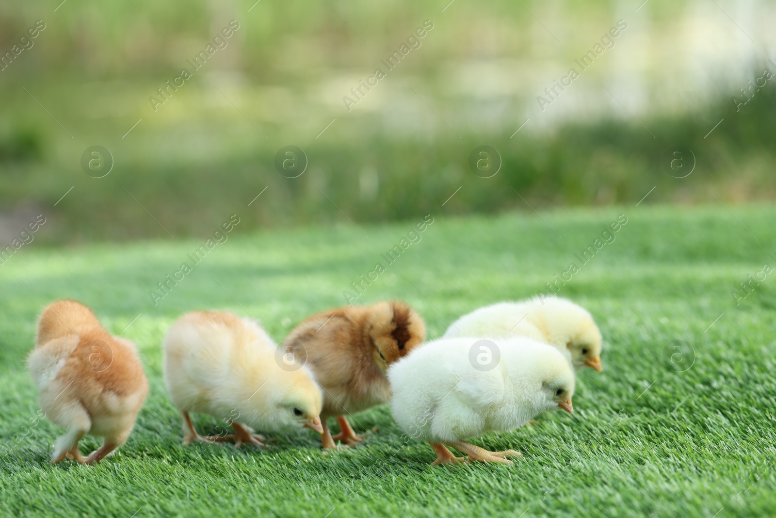 Photo of Many cute chicks on green artificial grass outdoors, closeup. Baby animals