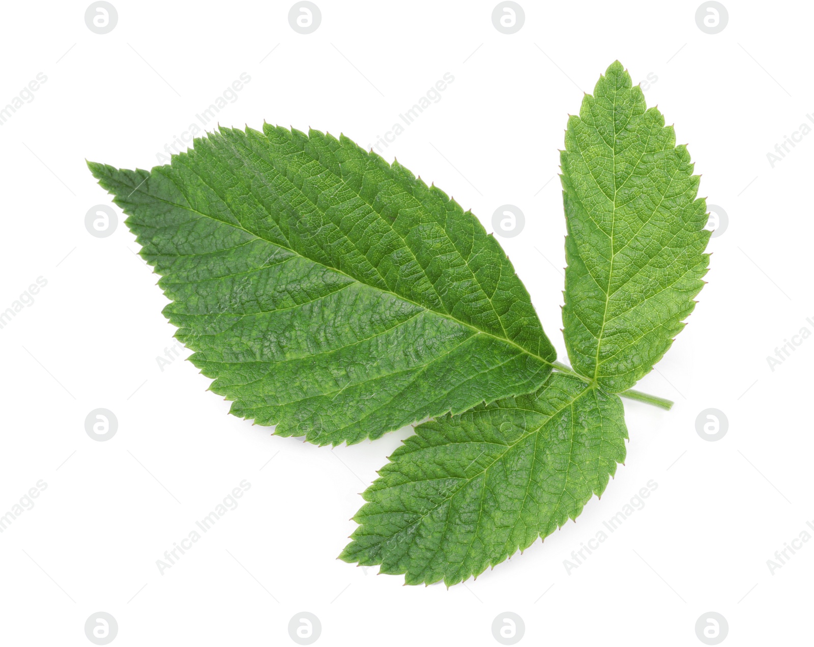 Photo of Fresh green raspberry leaves isolated on white