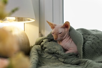 Photo of Beautiful Sphynx cat wrapped in soft blanket near window at home. Lovely pet