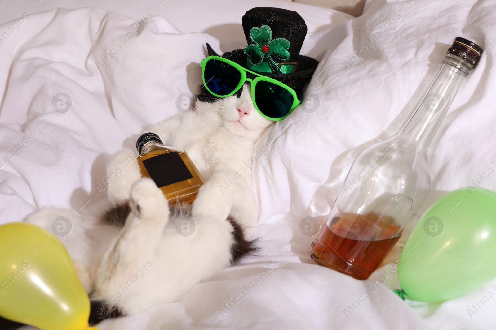 Photo of Cute cat wearing leprechaun hat and sunglasses with bottles of whiskey on bed. After party hangover