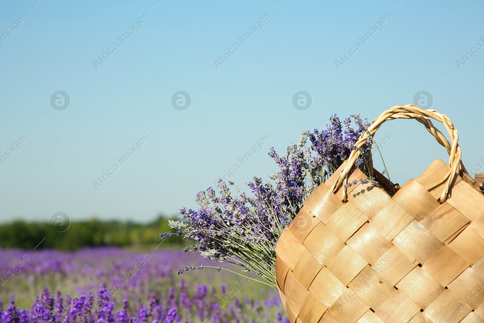 Photo of Wicker bag with beautiful lavender flowers in field, space for text