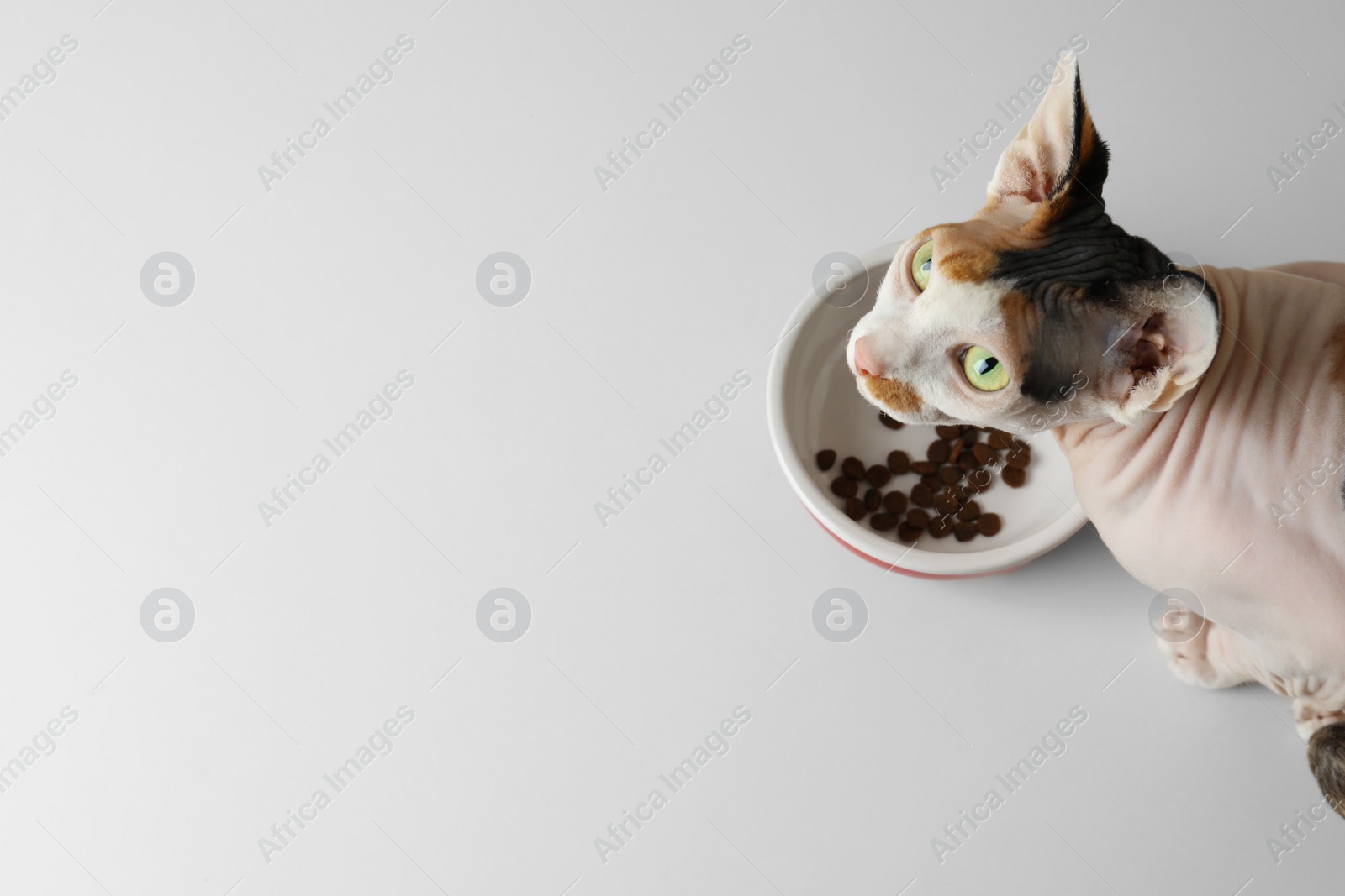 Photo of Beautiful Sphynx cat near feeding bowl with kibble on white background, top view. Space for text