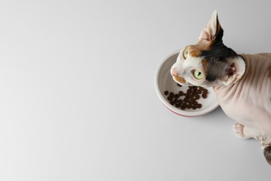 Photo of Beautiful Sphynx cat near feeding bowl with kibble on white background, top view. Space for text