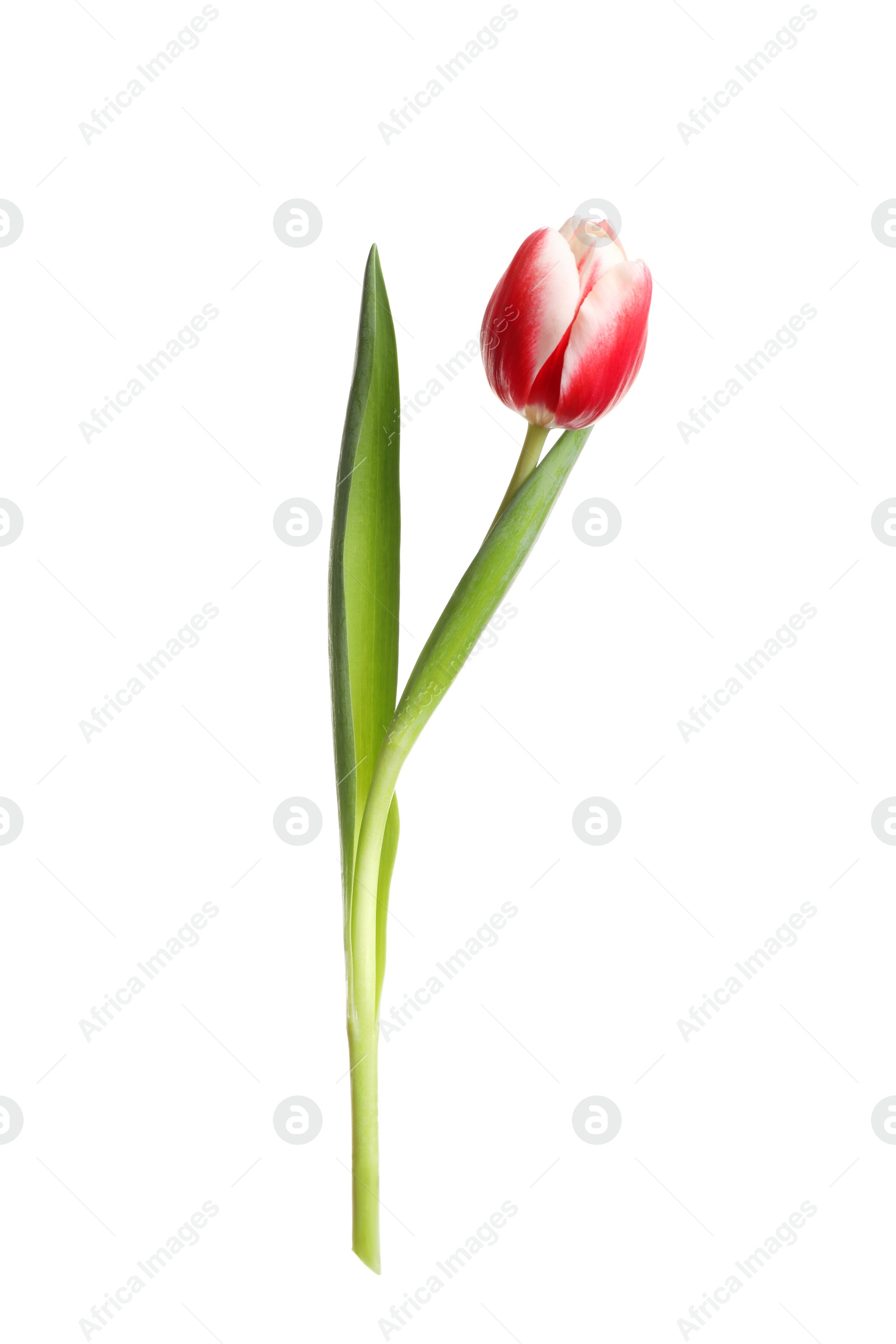 Photo of Beautiful tender spring tulip isolated on white