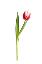 Beautiful tender spring tulip isolated on white