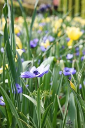 Beautiful flowers growing outdoors, closeup. Spring season