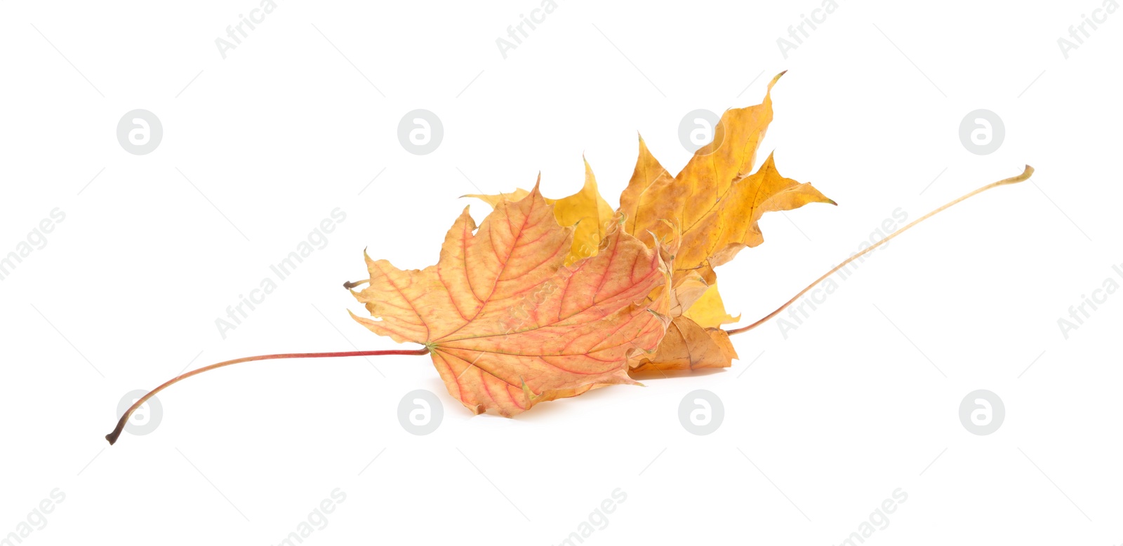 Photo of Autumn season. Dry maple leaves isolated on white