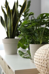 Photo of Beautiful green houseplants on table in room, closeup