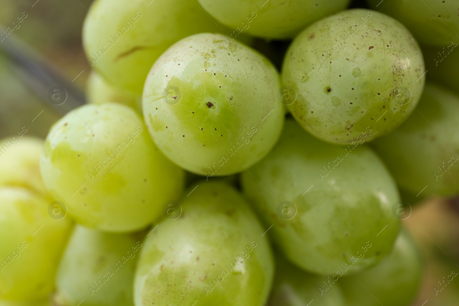 Photo of Beautiful tasty grapes growing in vineyard, closeup