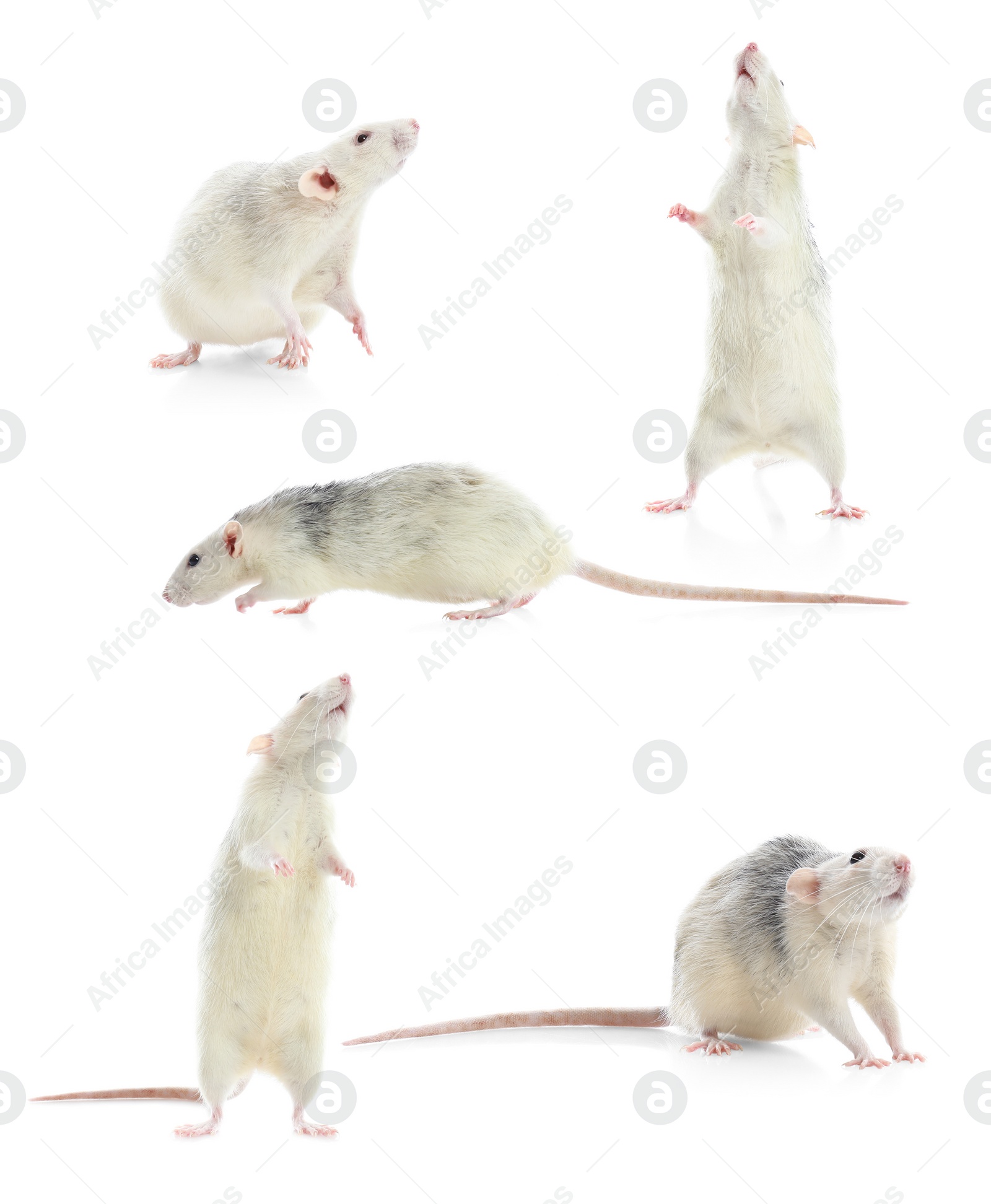 Image of Set of cute little rats on white background