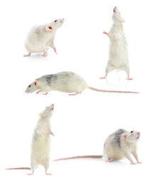 Set of cute little rats on white background