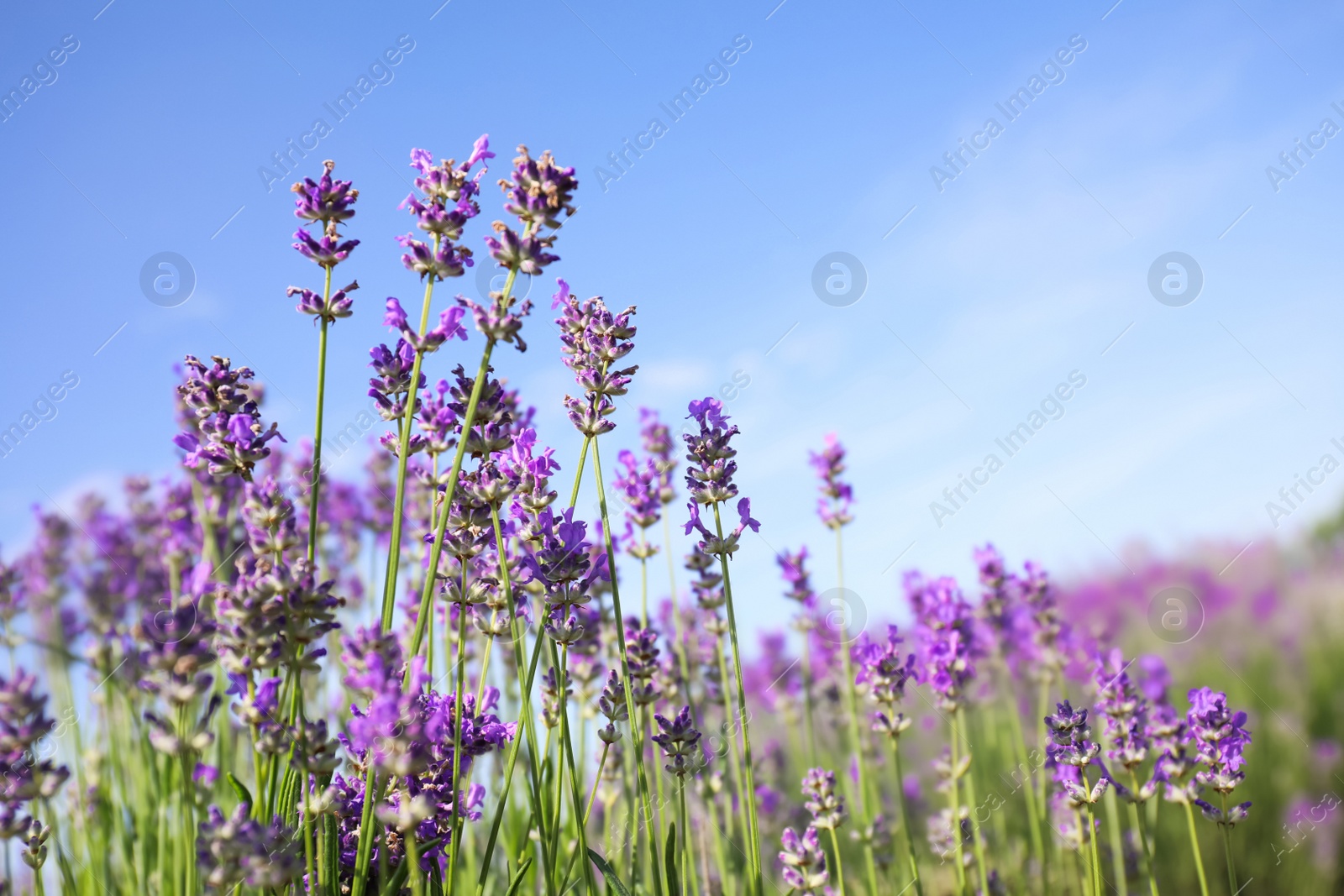 Photo of Beautiful blooming lavender field on summer day, closeup