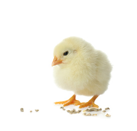 Photo of Cute fluffy baby chicken with millet groats on white background. Farm animal