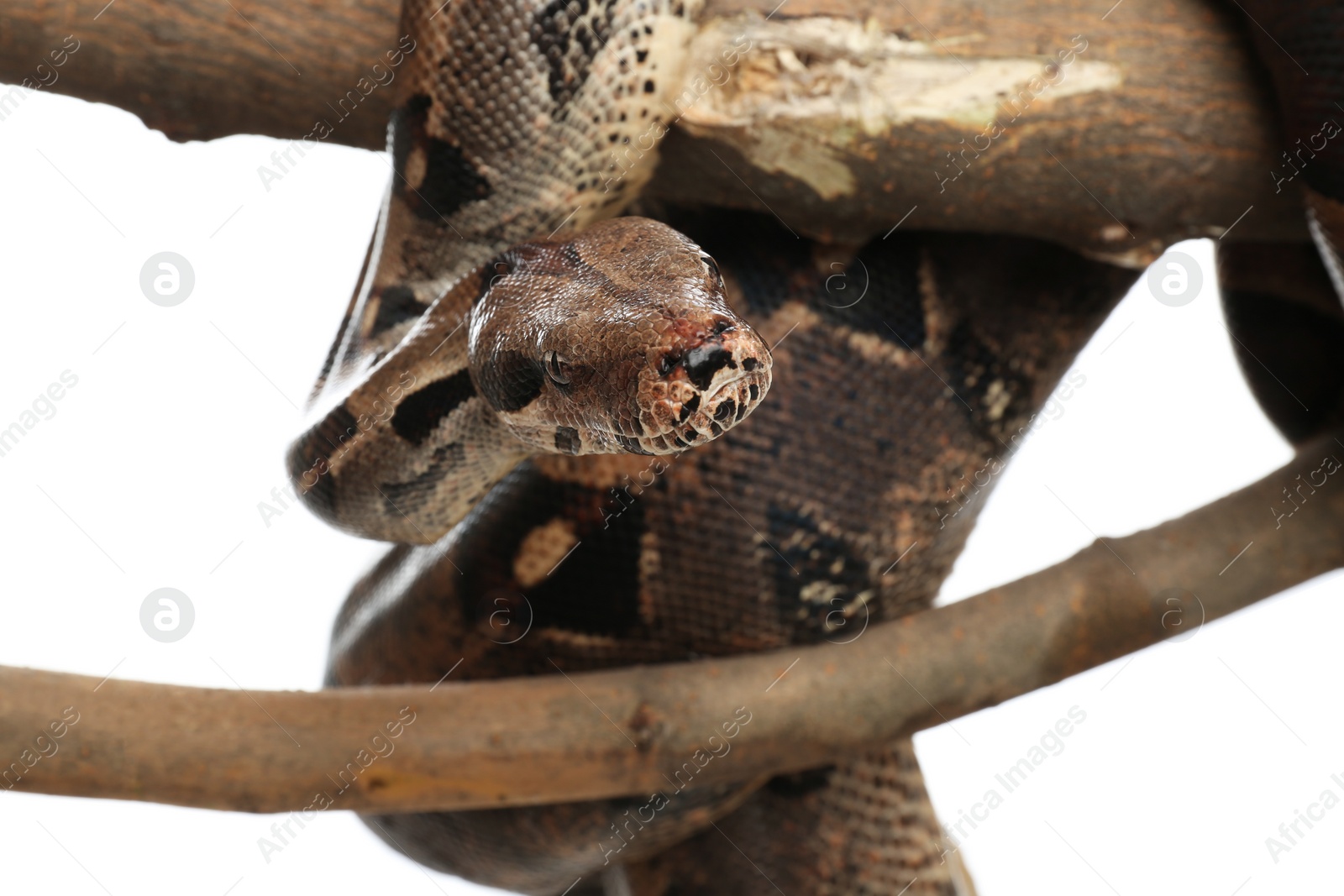 Photo of Brown boa constrictor on tree branch against white background