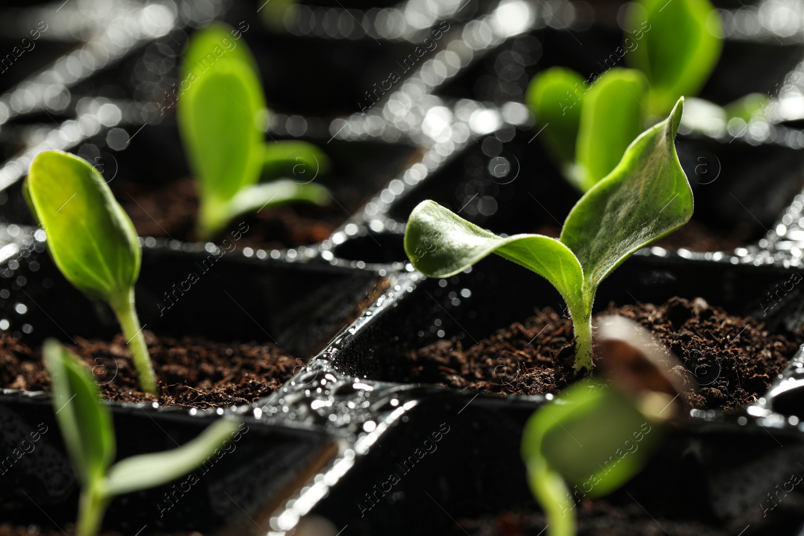 Photo of Seedling tray with young vegetable sprouts, closeup