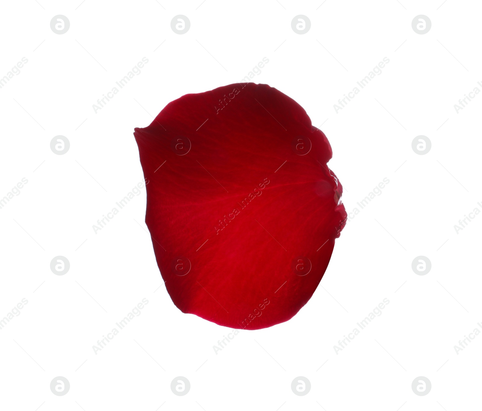 Photo of Red rose flower petal on white background