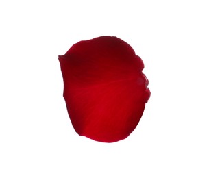 Red rose flower petal on white background