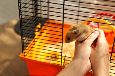 Photo of Little girl putting her hamster in cage at home, closeup