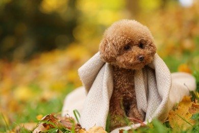 Photo of Cute Maltipoo dog wrapped in blanket in autumn park, space for text