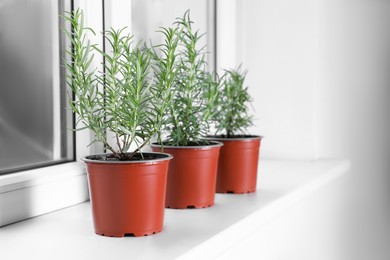 Photo of Aromatic green potted rosemary on windowsill indoors