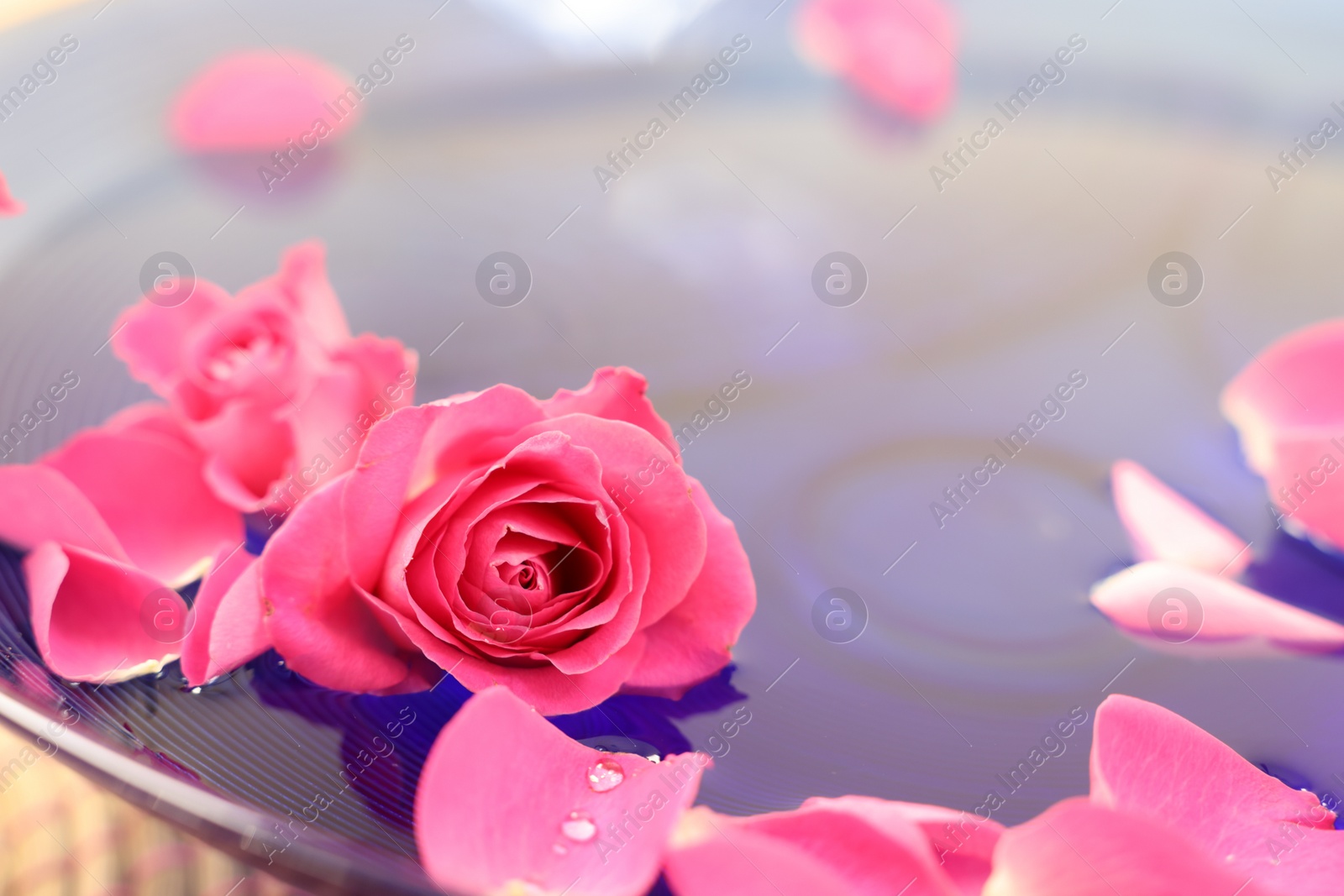 Photo of Pink roses and petals in bowl with water, closeup