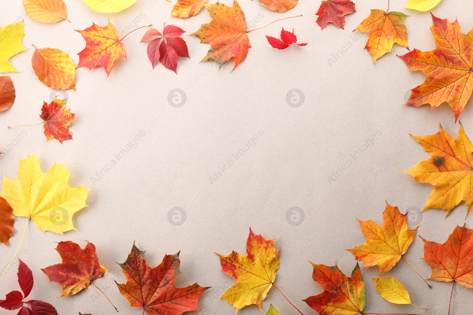 Photo of Autumn season. Frame of colorful maple leaves on light grey background, flat lay with space for text