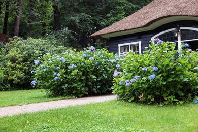 Photo of Beautiful blooming hydrangeas in front yard of lovely little cottage. Landscape design