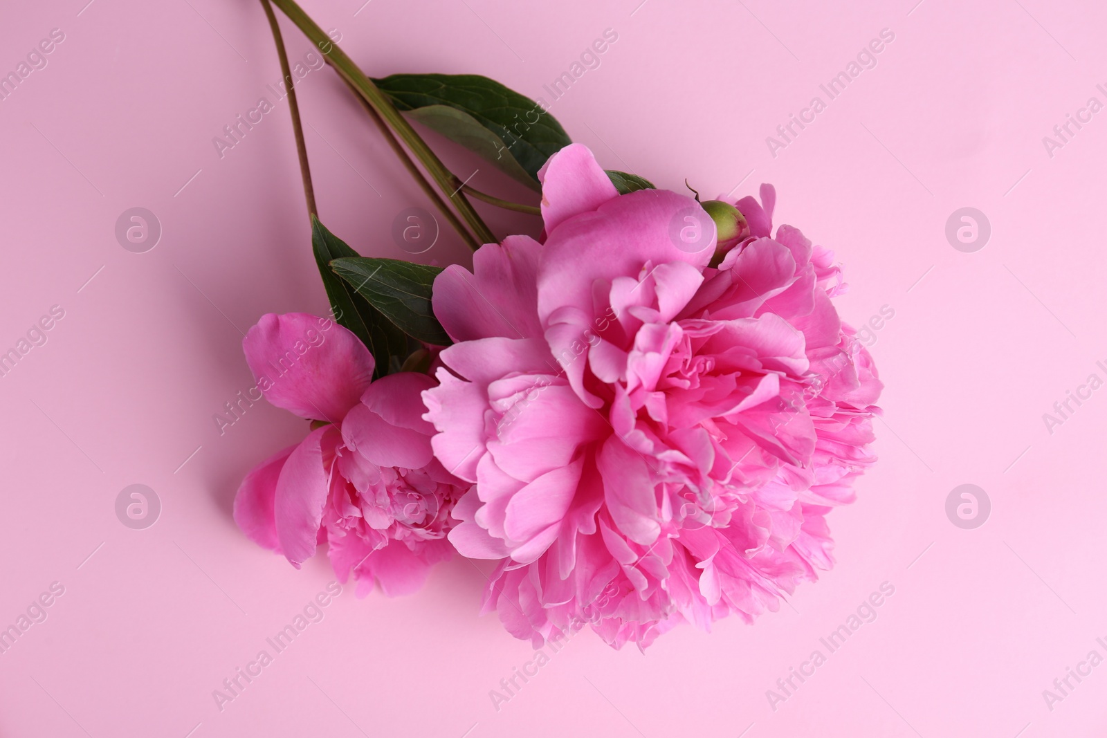 Photo of Beautiful bright peonies on pink background, top view