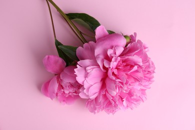 Beautiful bright peonies on pink background, top view