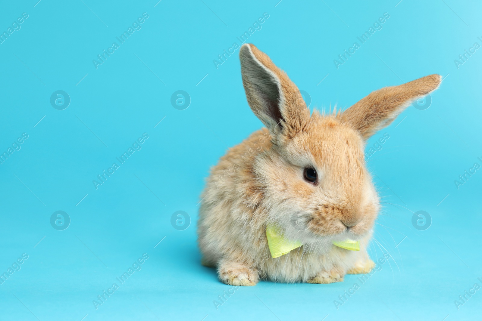 Photo of Adorable furry Easter bunny with cute bow tie on color background, space for text