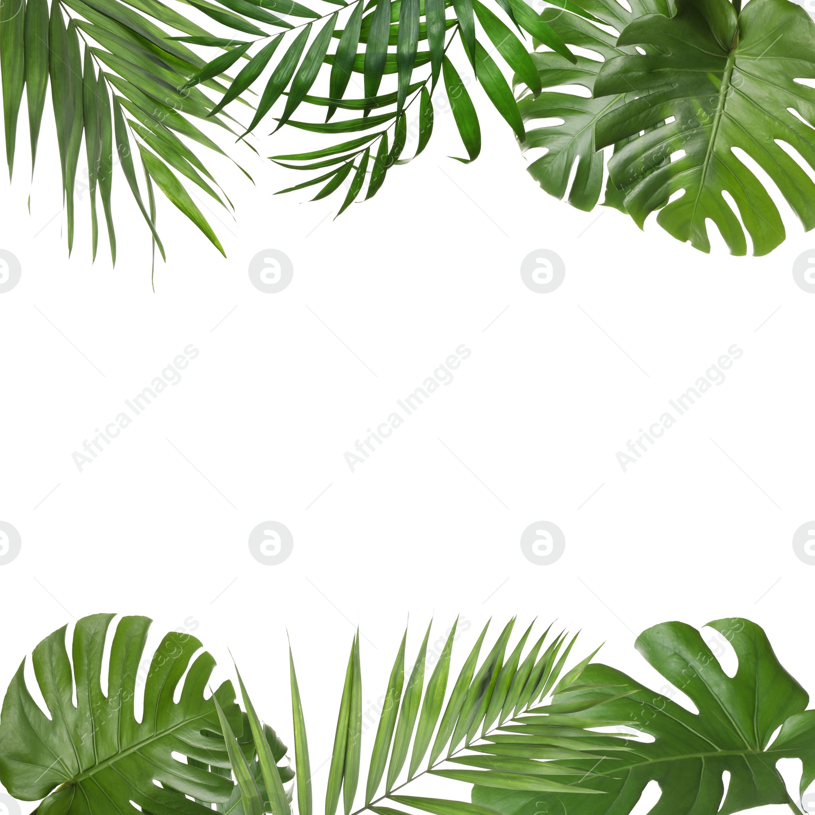 Image of Frame made of beautiful lush tropical leaves on white background. Space for text