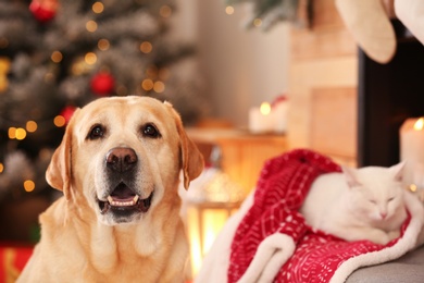 Adorable dog and cat together at room decorated for Christmas. Cute pets