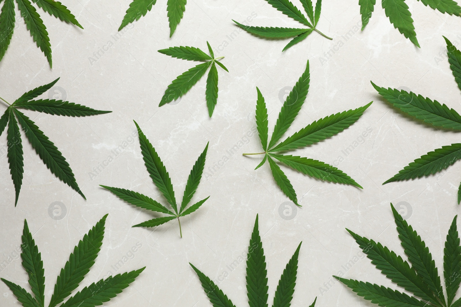 Photo of Fresh green hemp leaves on light grey marble table, flat lay